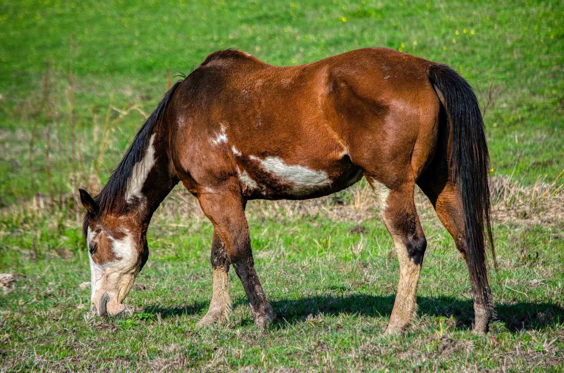 ハーブの生い茂る草原で放牧される馬