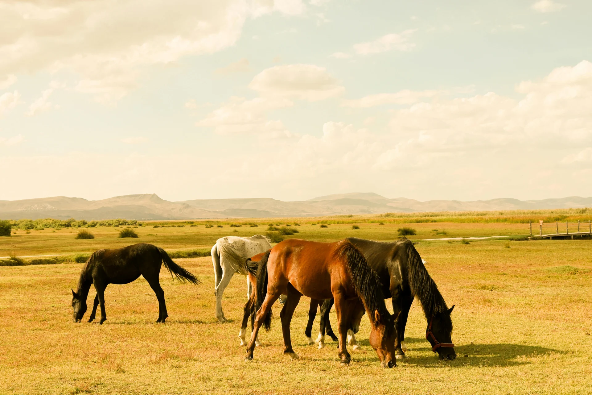 広大なモンゴルの草原